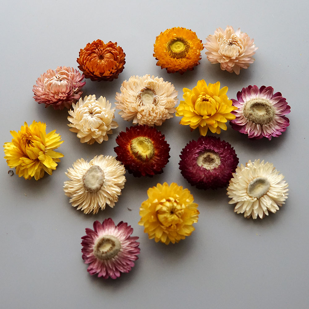 Natural Dried Colorful Chrysan - Holiday Candle Set recension och pris
