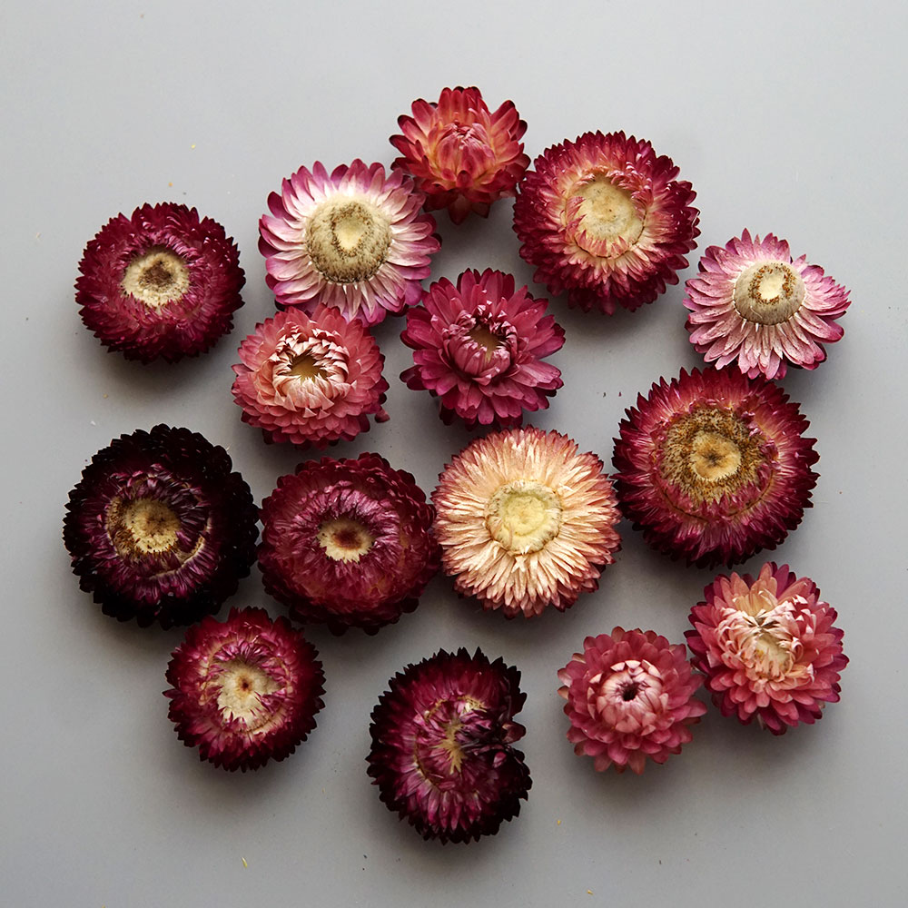 Natural Dried Colorful Chrysan - Holiday Candle Set recension och pris