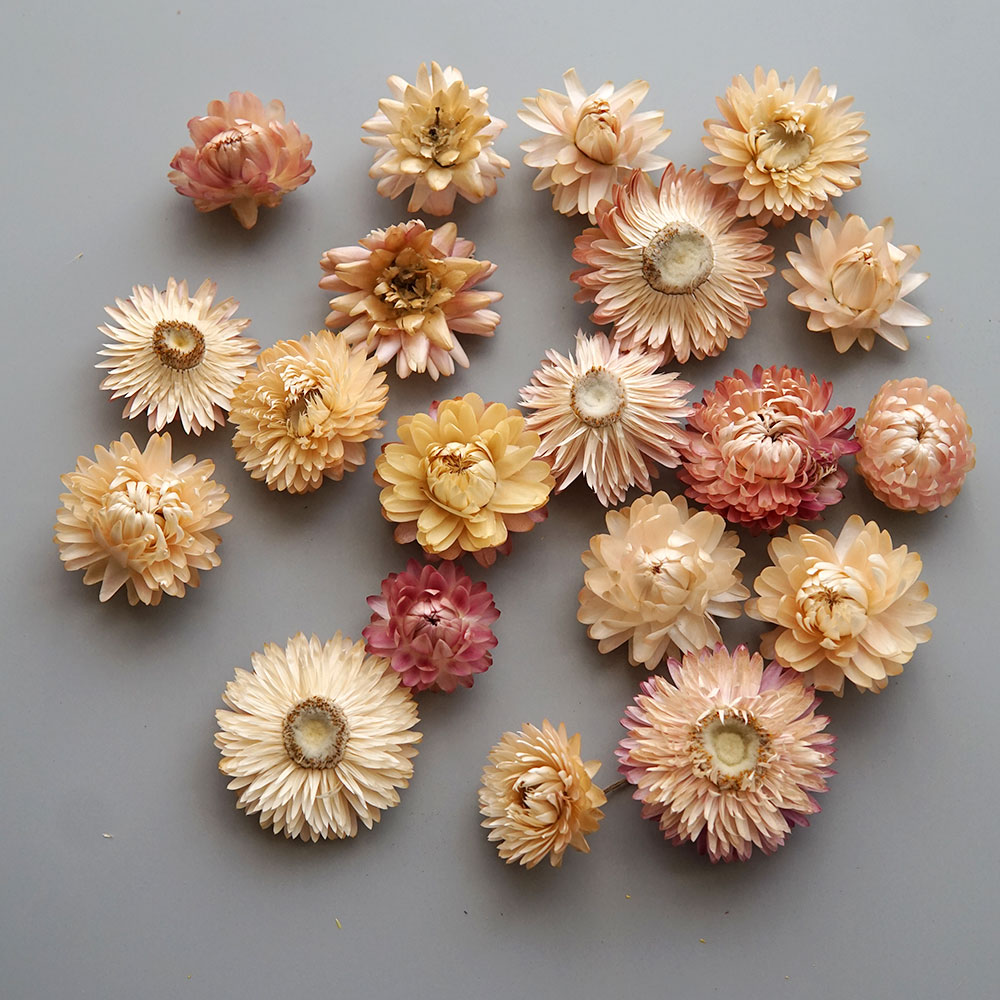 Natural Dried Colorful Chrysan - Holiday Candle Set recension och pris
